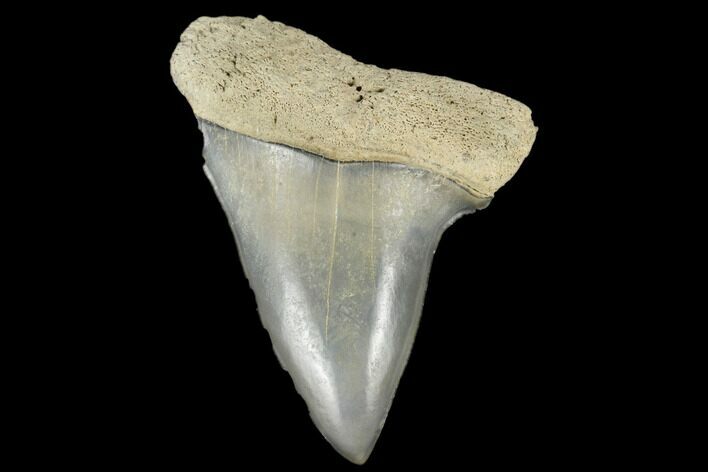 Fossil Mako Tooth - Lee Creek (Aurora), NC #179867